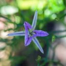 8 seeds - Thysanotus pyramidalis Fringe Lily Plant #ggvm5