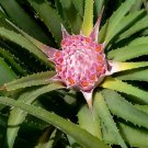 10 seeds - Ochagavia carnea Plant #ggvm5