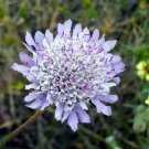 10 seeds - Scabiosa atropurpurea Plant - Purple Pincushion Flower #ggvm5
