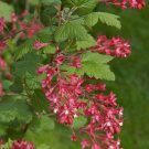 10 seeds - Ribes sanguineum glutinosum Pink Flowering Currant - Plant #ggvm5