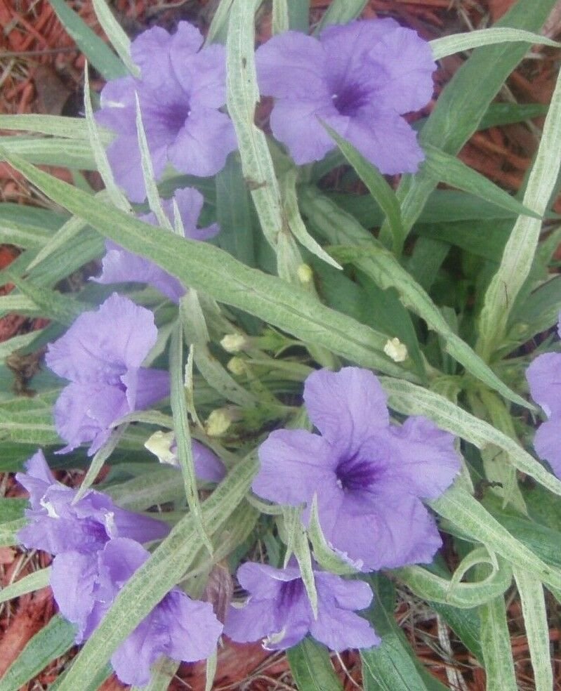 8 seeds - Ruellia brittoniana Dwarf Variegated Plant #ggvm5