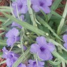 8 seeds - Ruellia brittoniana Dwarf Variegated Plant #ggvm5