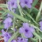 8 seeds - Ruellia brittoniana Dwarf Variegated Plant #ggvm5