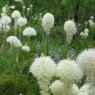 10 seeds - Xerophyllum tenax Beargrass - Plant #ggvm5