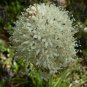 10 seeds - Xerophyllum tenax Beargrass - Plant #ggvm5