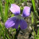 15 seeds - Viola pedatifida Purple Prairie Violet Plant #ggvm5