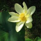 5 seeds - Nelumbo lutea American Lotus Plant #ggvm5