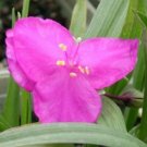 10 seeds - Tradescantia x andersoniana Spiderwort Carmine Red - Plant #ggvm5