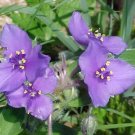 10 seeds - Tradescantia bracteata or Prairie Spiderwort Plant #ggvm5