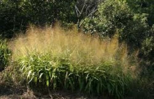 20 seeds - Thysanolaena maxima Tiger Grass Plant #ggvm5