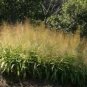 20 seeds - Thysanolaena maxima Tiger Grass Plant #ggvm5