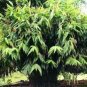 20 seeds - Thysanolaena maxima Tiger Grass Plant #ggvm5