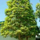 20 seeds - Tristania conferta Brush Box tree Plant #ggvm5