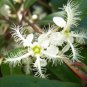 20 seeds - Tristania conferta Brush Box tree Plant #ggvm5