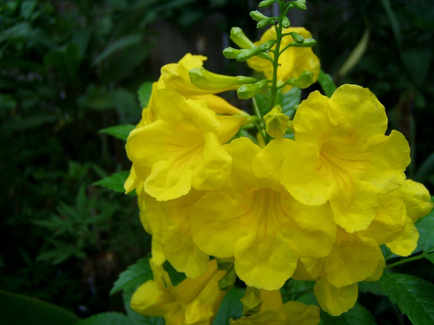 35 seeds - Tecoma Stans Yellow Bells Plant #ggvm5