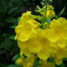 35 seeds - Tecoma Stans Yellow Bells Plant #ggvm5