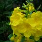 35 seeds - Tecoma Stans Yellow Bells Plant #ggvm5
