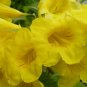 35 seeds - Tecoma Stans Yellow Bells Plant #ggvm5