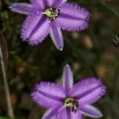8 seeds - Thysanotus patersonii Twining Fringe lily Plant #ggvm5