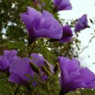 10 seeds - Alyogyne huegelii Blue Hibiscus #ggvm5