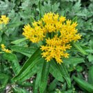 5 seeds - Rare Asclepias tuberosa Hello Yellow (Monarch Host Plants) #ggvm5
