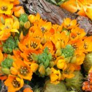 8 seeds - Ornithogalum durium Sun Star Plant #ggvm5