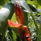 5 seeds - Banana - Musa beccarii var. beccarii Plant #ggvm5