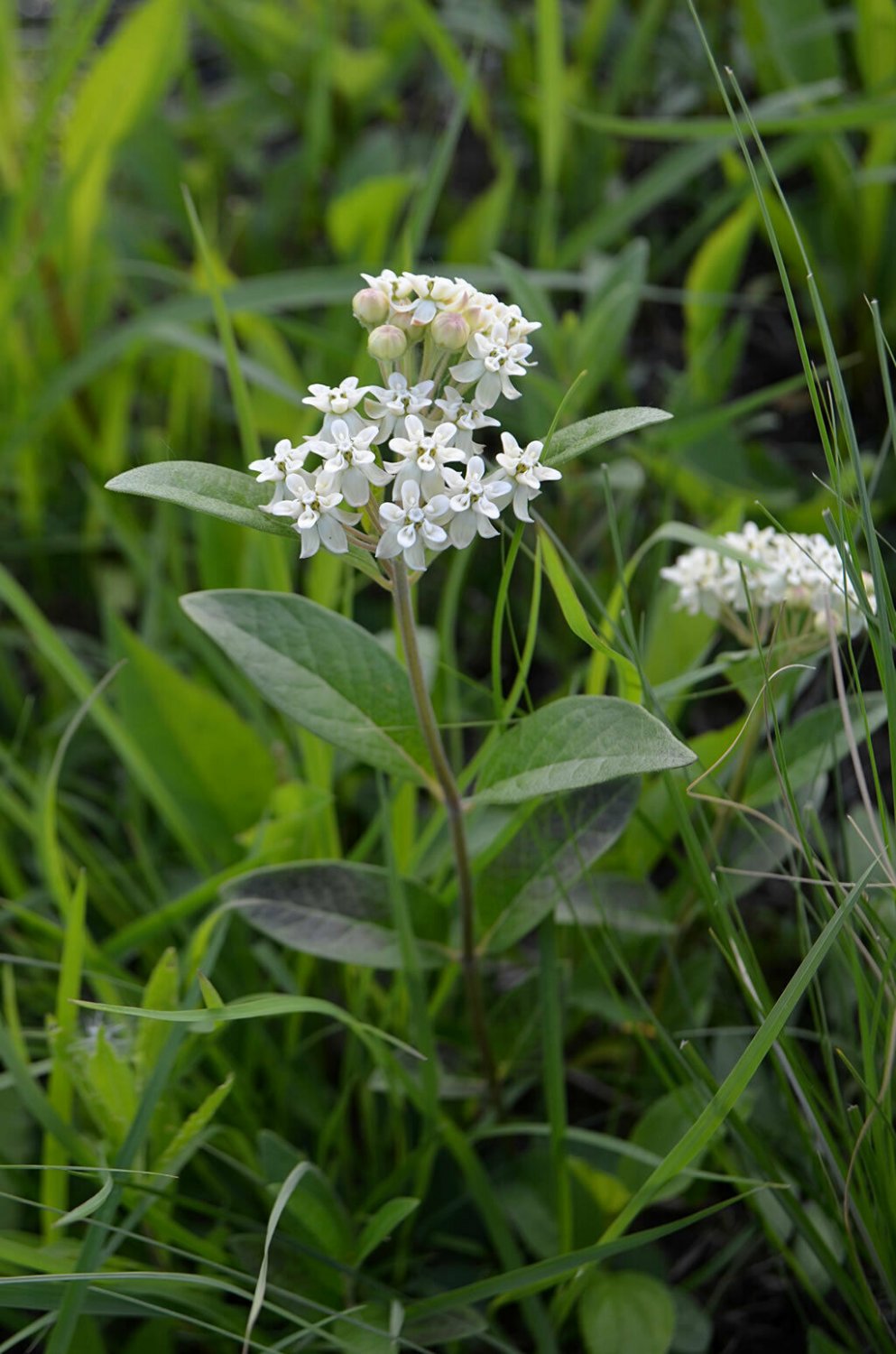 10 seeds - Asclepias ovalifolia Oval Leaf Milkweed Plant #ggvm5
