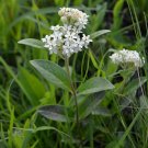 10 seeds - Asclepias ovalifolia Oval Leaf Milkweed Plant #ggvm5