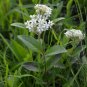 10 seeds - Asclepias ovalifolia Oval Leaf Milkweed Plant #ggvm5