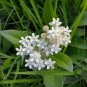 10 seeds - Asclepias ovalifolia Oval Leaf Milkweed Plant #ggvm5