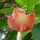 4 seeds - Brugmansia L'Amour Plant #ggvm5