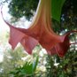 4 seeds - Brugmansia L'Amour Plant #ggvm5