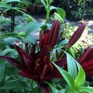 10 seeds - Lilium Night Rider Violet/Black Plant #ggvm5