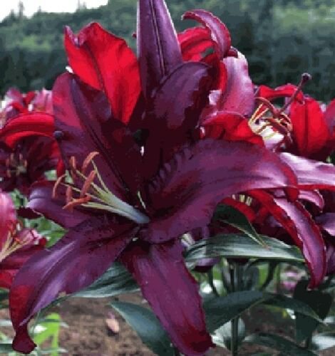 10 seeds - Lilium Firebolt darkest maroon Plant #ggvm5