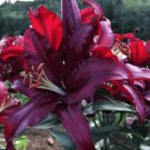 10 seeds - Lilium Firebolt darkest maroon Plant #ggvm5