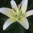 10 seeds - Rare Find Plant - Lilium Pretty Woman #ggvm5