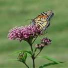 25 seeds - Asclepias incarnata | Rose Milkweed #ggvm5