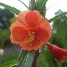 100 seeds - Oenothera versicolor Sunset Boulevard Evening Primrose Plant #ggvm5