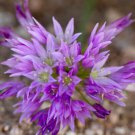 10 seeds - Allium fimbriatum var. fimbriatum | Fringed Onion Plant #ggvm5