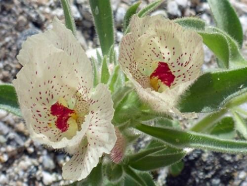 8 seeds - Mohavea confertiflora. Ghost Flower Plant #ggvm5