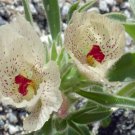 8 seeds - Mohavea confertiflora. Ghost Flower Plant #ggvm5