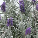 20 seeds - Lavandula lanata Woolly Lavender Plant #ggvm5