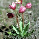 7 seeds - Fritillaria pluriflora Adobe Lily Plant #ggvm5