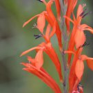 10 seeds - Watsonia gladioloides Orange Dwarf Plant #ggvm5
