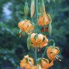 10 seeds - Lilium columbianum Columbia Lily Plant #ggvm5
