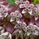 400 seeds - Asclepias syriaca or Virginian Silk (Monarch Host Plants) #ggvm5
