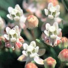 10 seeds - Asclepias pumila Plains Milkweed Plant #ggvm5