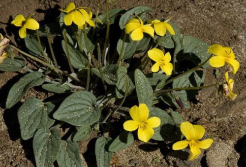 7 seeds - Viola bakeri Bakers Violet Yellow Prairie Violet Plant #ggvm5