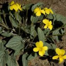 7 seeds - Viola bakeri Bakers Violet Yellow Prairie Violet Plant #ggvm5